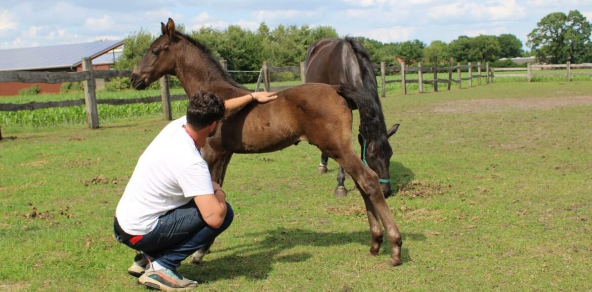 vendita cavallo perfetto per il dressage o il salto