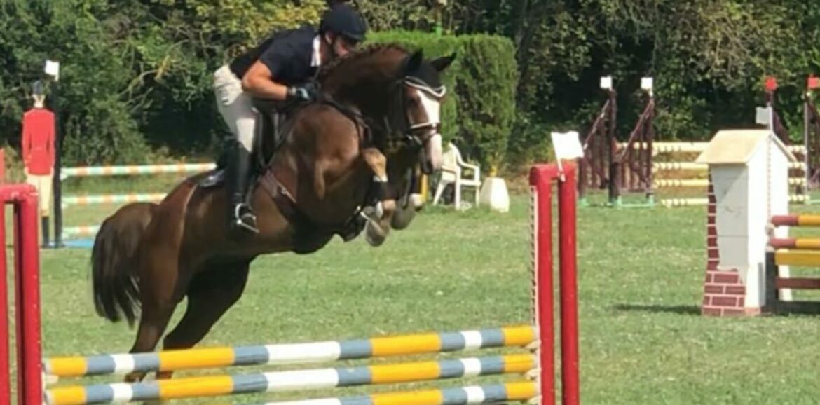 vendita cavallo perfetto per il dressage o il salto