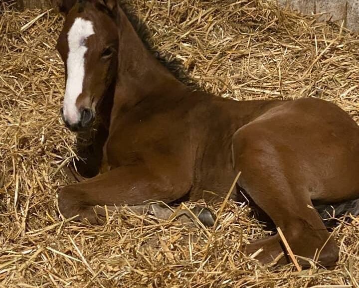 vendita cavallo perfetto per il dressage o il salto