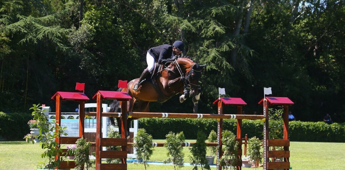 vendita cavallo perfetto per il dressage o il salto