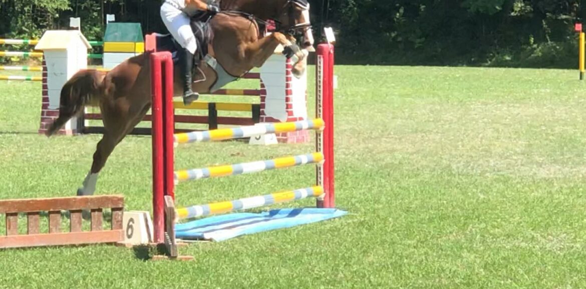 vendita cavallo perfetto per il dressage o il salto