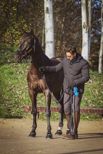 vendita cavallo perfetto per il dressage o il salto