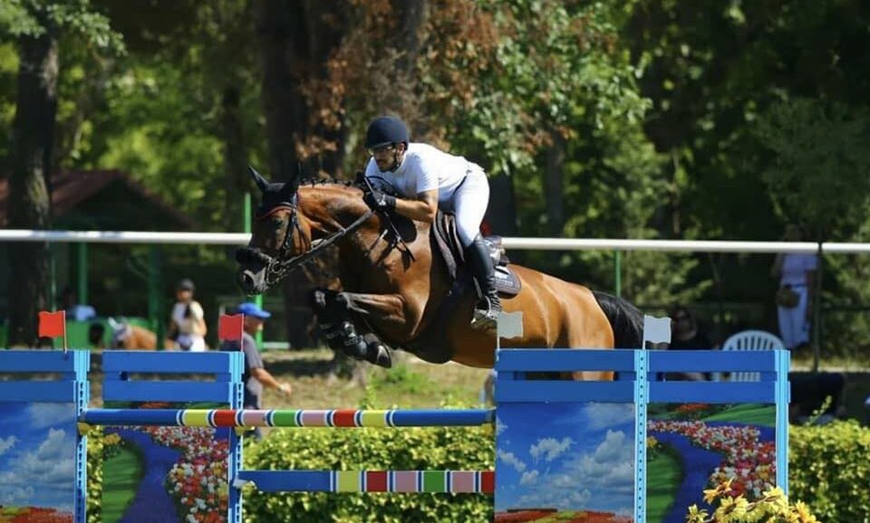 vendita cavallo perfetto per il dressage o il salto