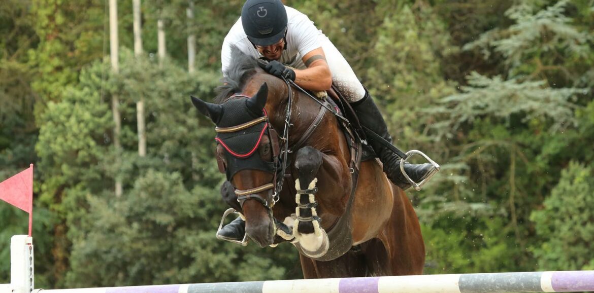 vendita cavallo perfetto per il dressage o il salto